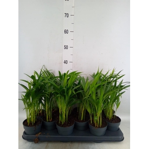 Dypsis lutescens   ...Chrysalidoca