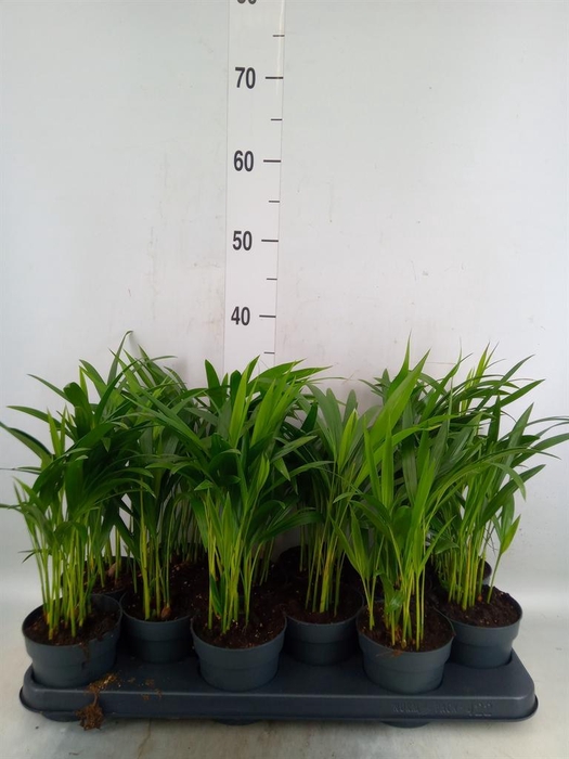<h4>Dypsis lutescens   ...Chrysalidoca</h4>