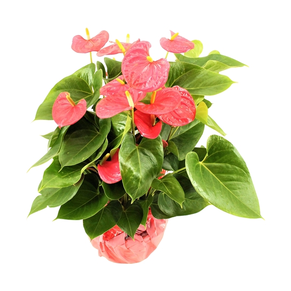 <h4>Anthurium XL.31 Arisa Pink 23cm met rondello</h4>