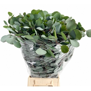 EUCALYPTUS 'POPULUS'