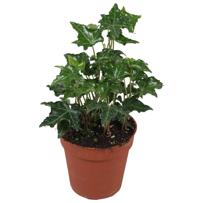 <h4>Hedera helix Ivalace</h4>