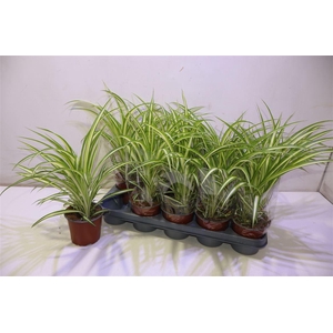 Chlor Com Variegatum