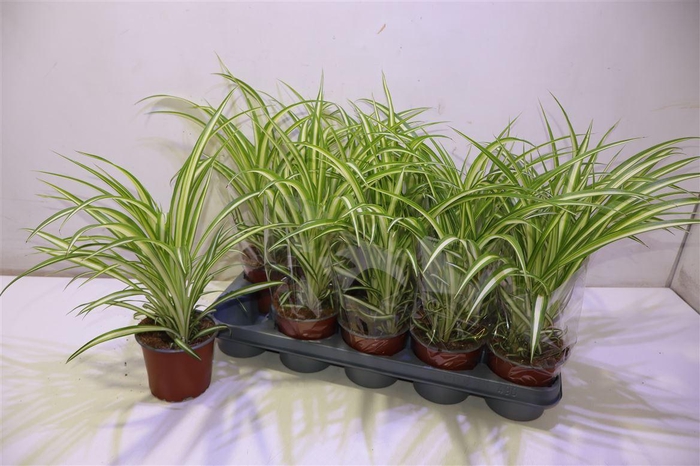 <h4>Chlor Com Variegatum</h4>