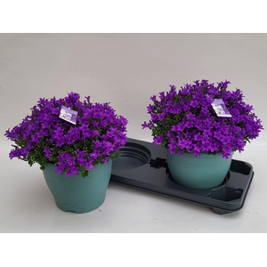 CAMP PORTENSCHLAGIAN