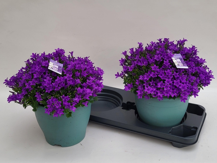 <h4>CAMP PORTENSCHLAGIAN</h4>