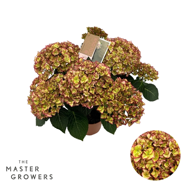 <h4>Hydrangea Macrophylla Hi Moon 7+ Flowers</h4>