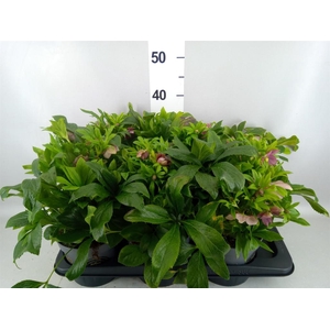 Helleborus  'Viv Victoria'