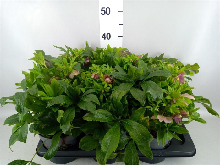 <h4>Helleborus  'Viv Victoria'</h4>