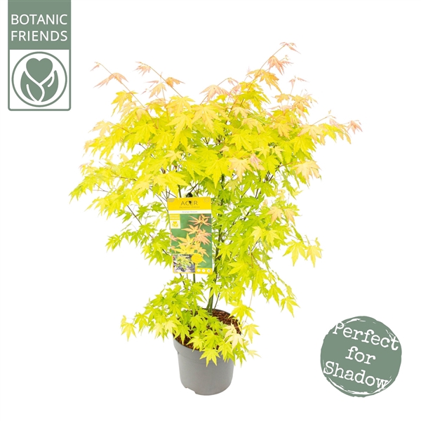 <h4>Acer palm. 'Orange Dream'</h4>