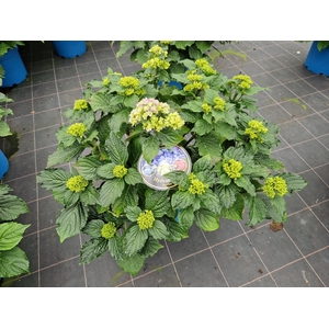 Hydrangea You & Me Forever Blue double flowers 33cm
