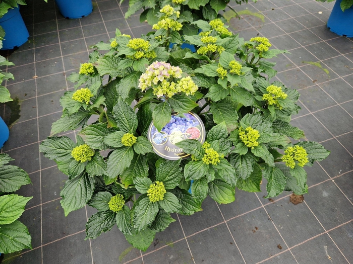 <h4>Hydrangea You & Me Forever Blue double flowers 33cm</h4>