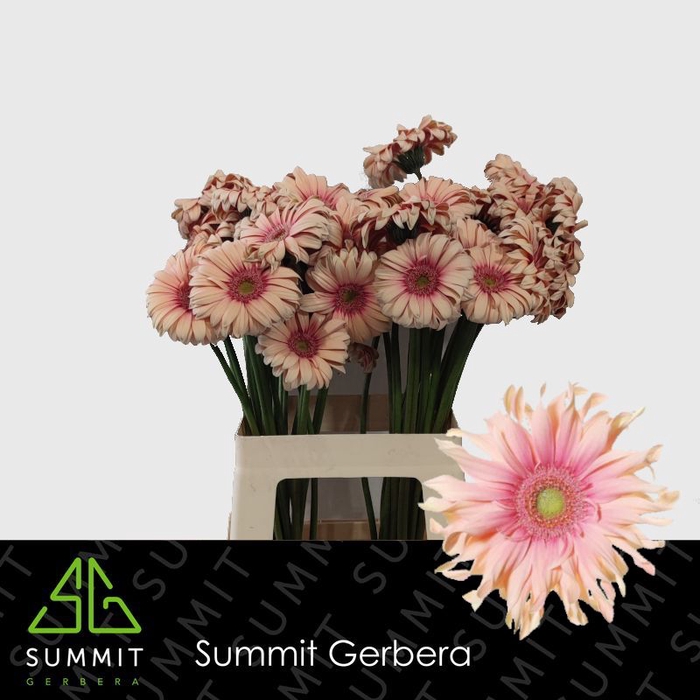 <h4>Gerbera Pasta Rosata Lang Gelijk 56cm Water x40</h4>