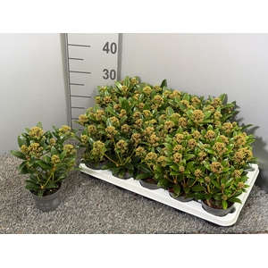 Skimmia japonica 'Pink Dwarf'