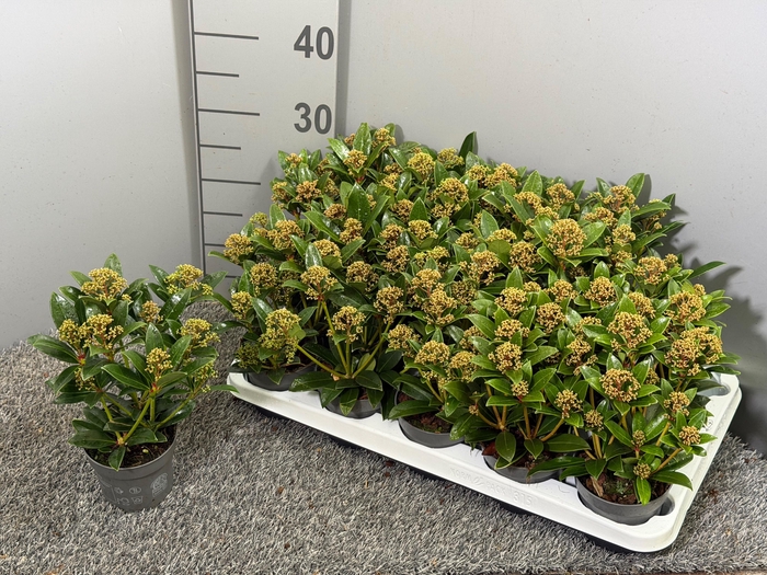 <h4>Skimmia japonica 'Pink Dwarf'</h4>