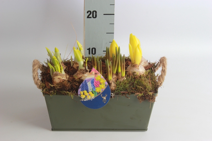 <h4>Arr Bol Knolgewas</h4>