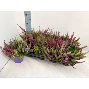 CALLU BL S TRI ME GP