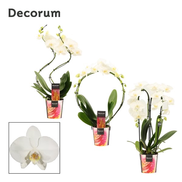 <h4>Phalaenopsis vormen mix 2 tak wit (Decorum)</h4>