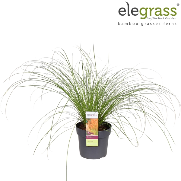 <h4>Carex testacea 'Prairie Fire' P19</h4>