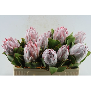 Protea Cynaroides
