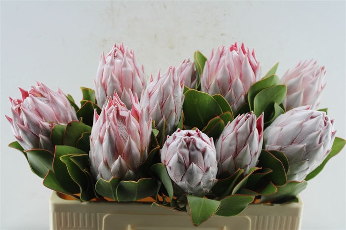 <h4>Protea Cynaroides</h4>