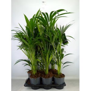 Howea forsteriana