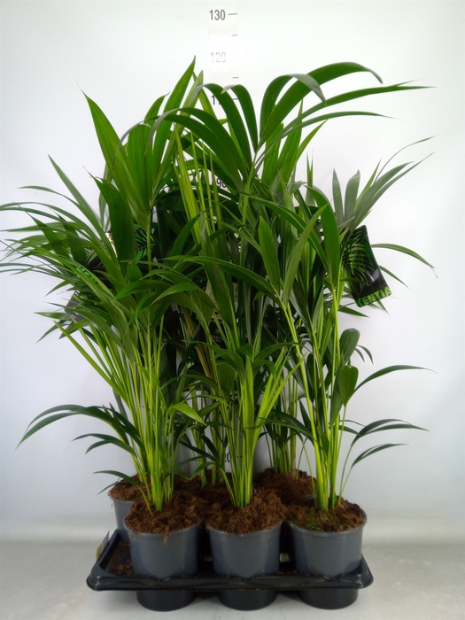 <h4>Howea forsteriana</h4>