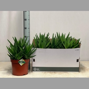 ALOE PERFOLIATA