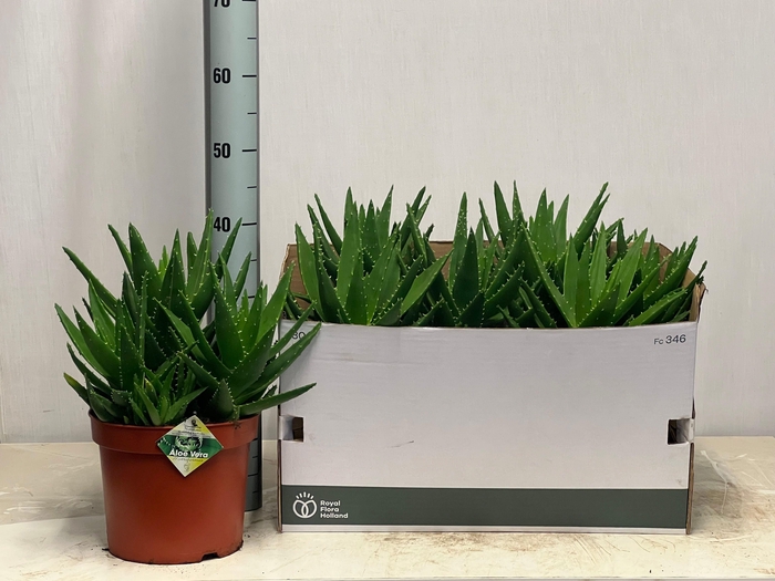 <h4>ALOE PERFOLIATA</h4>