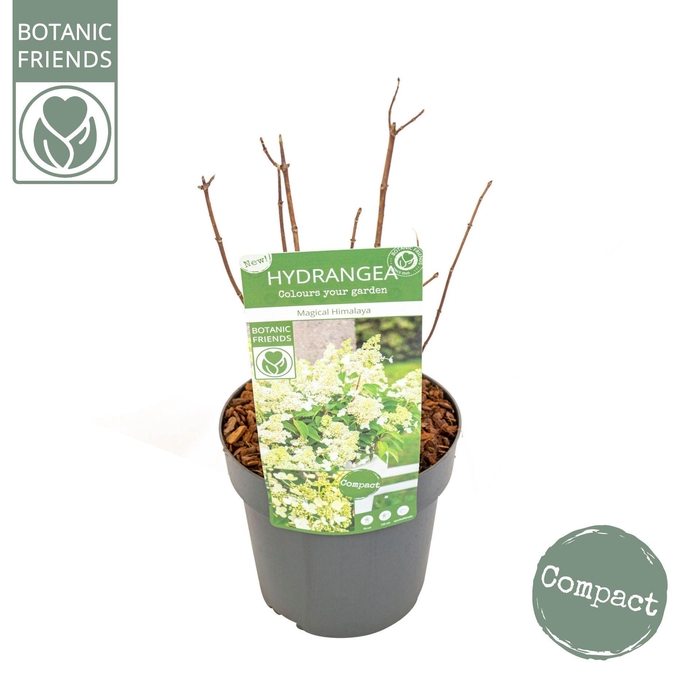 <h4>Hydrangea paniculata</h4>