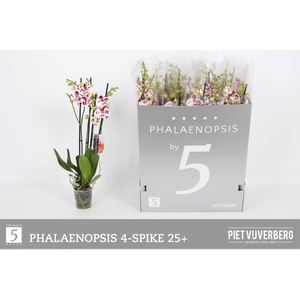 PHAL OV WIT