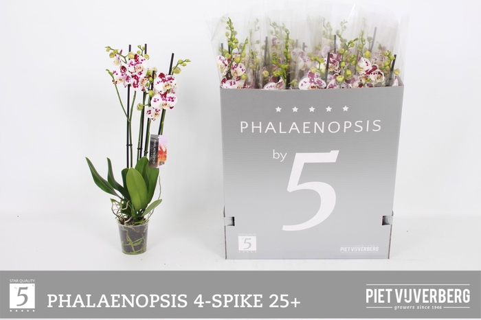 <h4>PHAL OV WIT</h4>