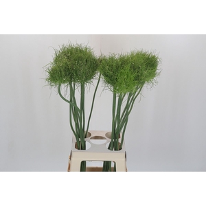 Allium  'Catweazle'