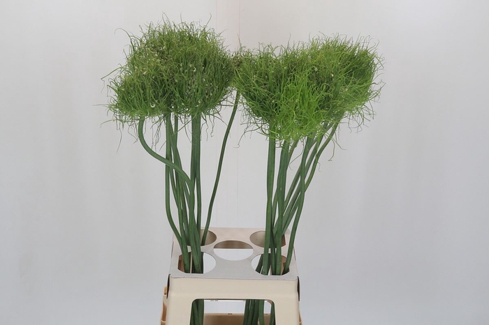 <h4>Allium  'Catweazle'</h4>