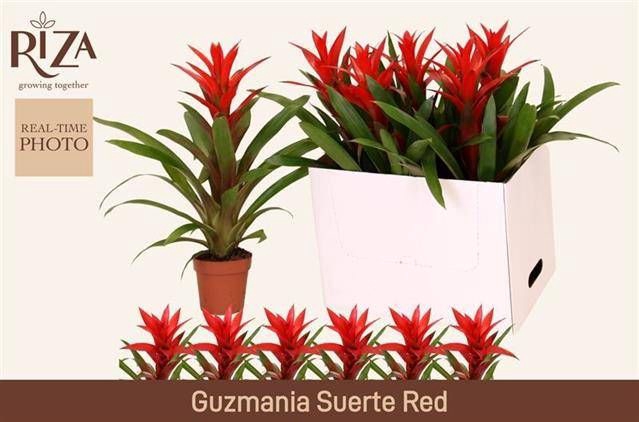 <h4>GUZM SUERTE RED</h4>