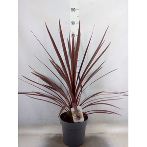 Cordyline austr. 'Red Star'