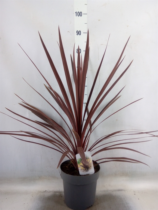 <h4>Cordyline austr. 'Red Star'</h4>