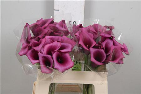 <h4>Zant Durban</h4>