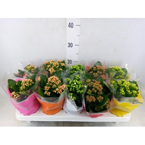 Kalanchoe blos.   ..rosebud mix  5