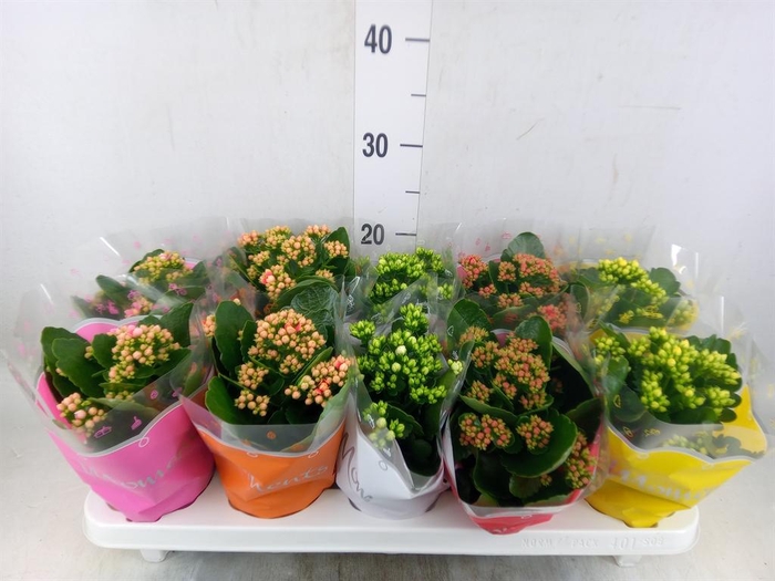 <h4>Kalanchoe blos.   ..rosebud mix  5</h4>