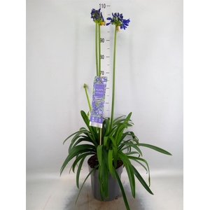 Agapanthus  'Everpanthus Midn Sky'