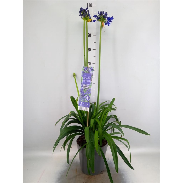 <h4>Agapanthus  'Everpanthus Midn Sky'</h4>