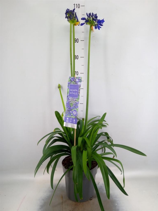 Agapanthus  'Everpanthus Midn Sky'