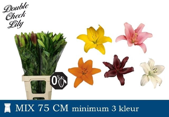 <h4>Li La Gem in Fust</h4>