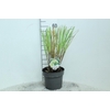 Cortaderia Selloana Pumila