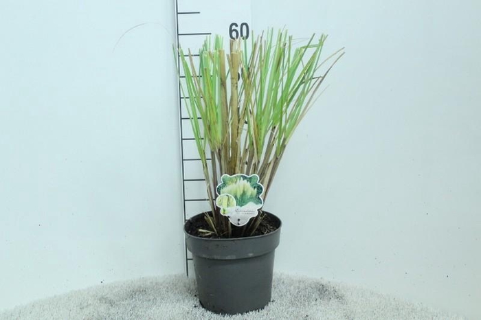 <h4>Cortaderia Selloana Pumila</h4>