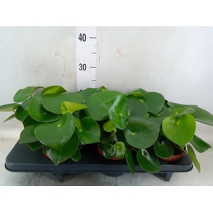 Peperomia polybotrya 'Raindrop'