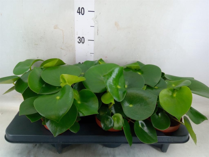 <h4>Peperomia polybotrya 'Raindrop'</h4>
