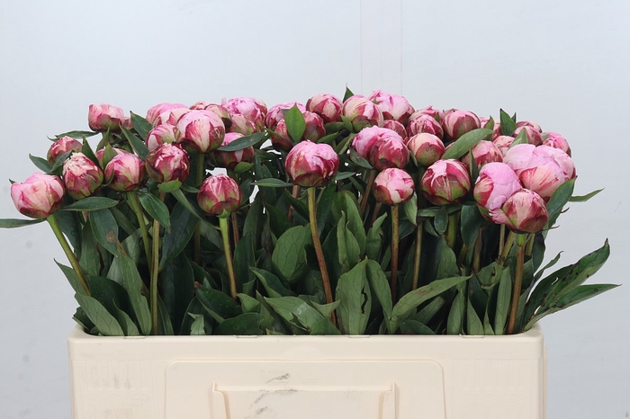 <h4>Paeonia Sarah Bernhardt</h4>