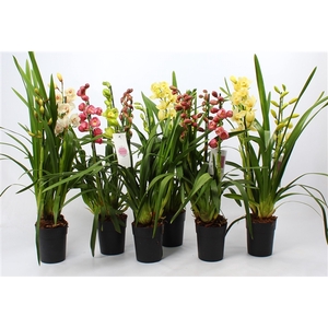 Cymbidium Kerst mix 3-4 tak