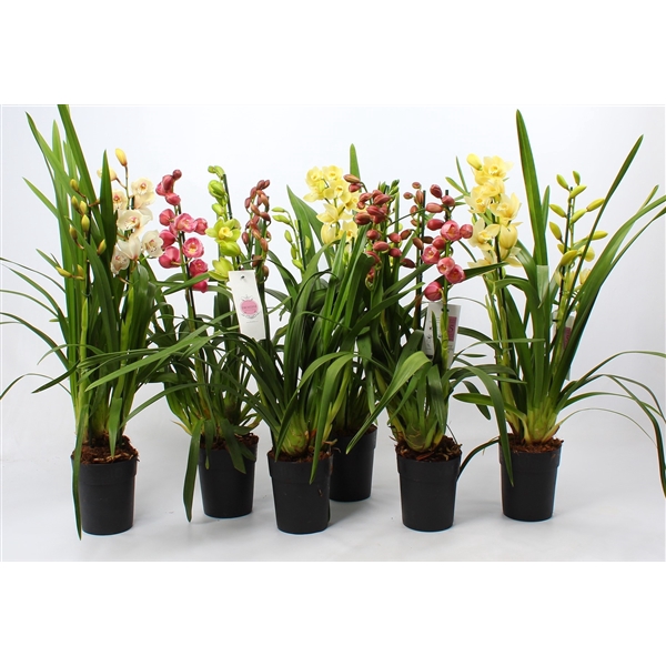 <h4>Cymbidium Kerst mix 3-4 tak</h4>